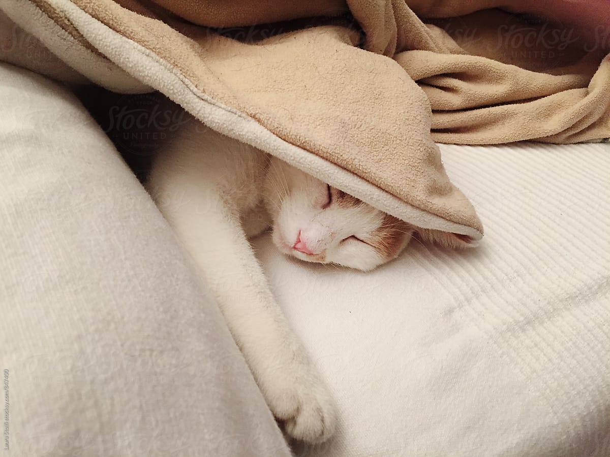 Close up of blissful cat sleeping under blanket on sofa