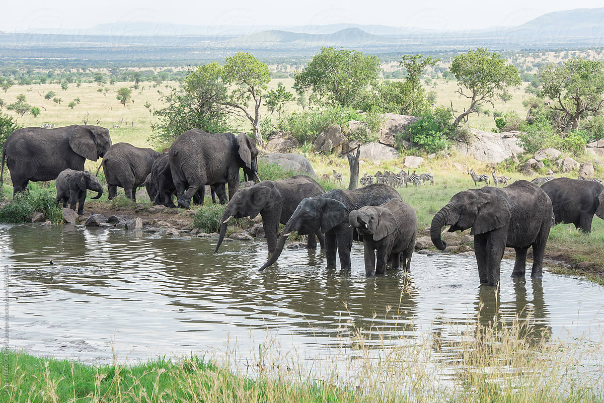 Group of elephants huddled together drinking