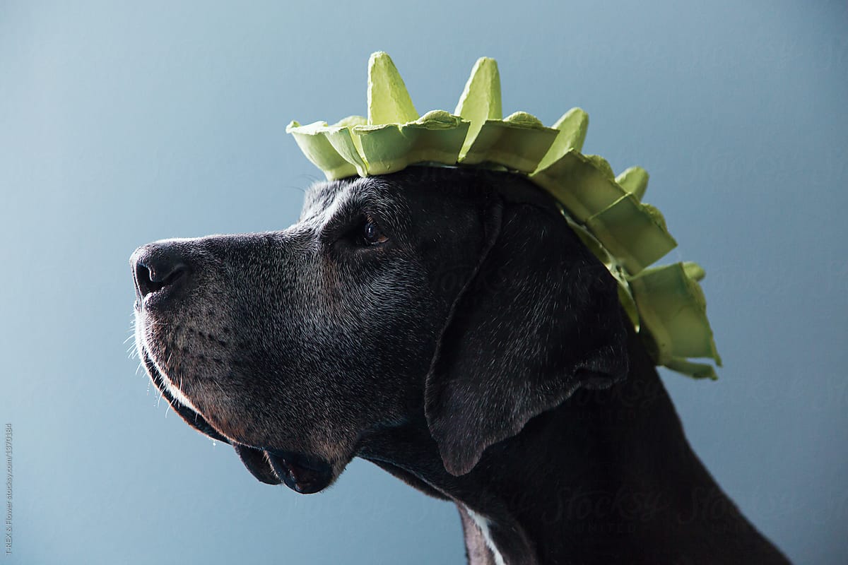 Great Dane with artificial mohawk