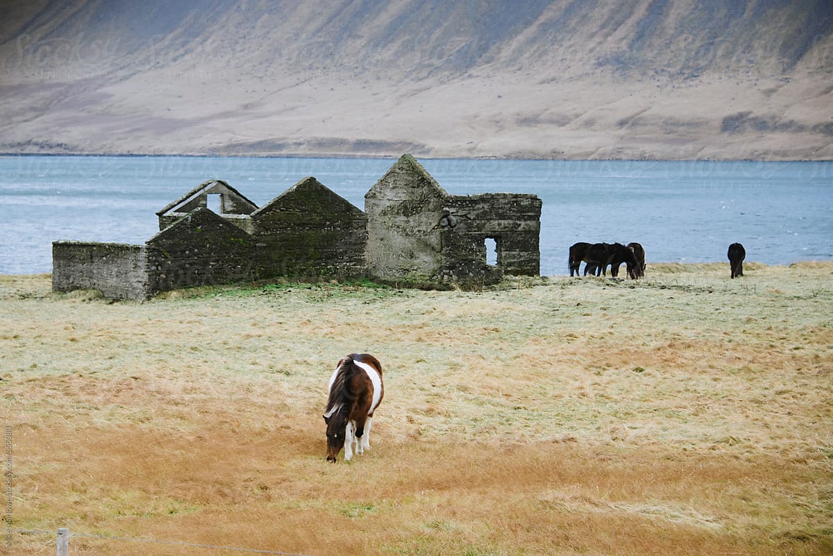 Landscape with abandoned farm building and Icelandic ponies with fields and sea in the background.