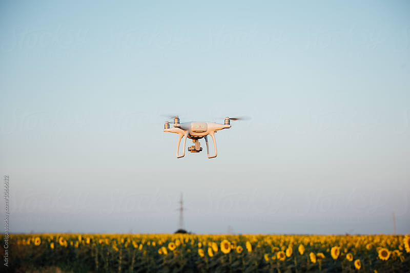 Drone flying over field of blooming sunflowers