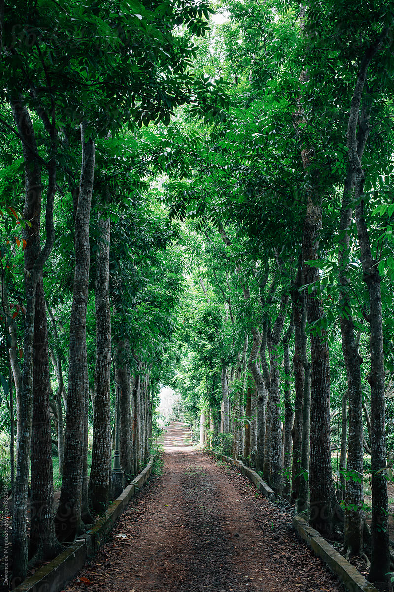 A narrow road sandwiched between rows of young mahogany trees