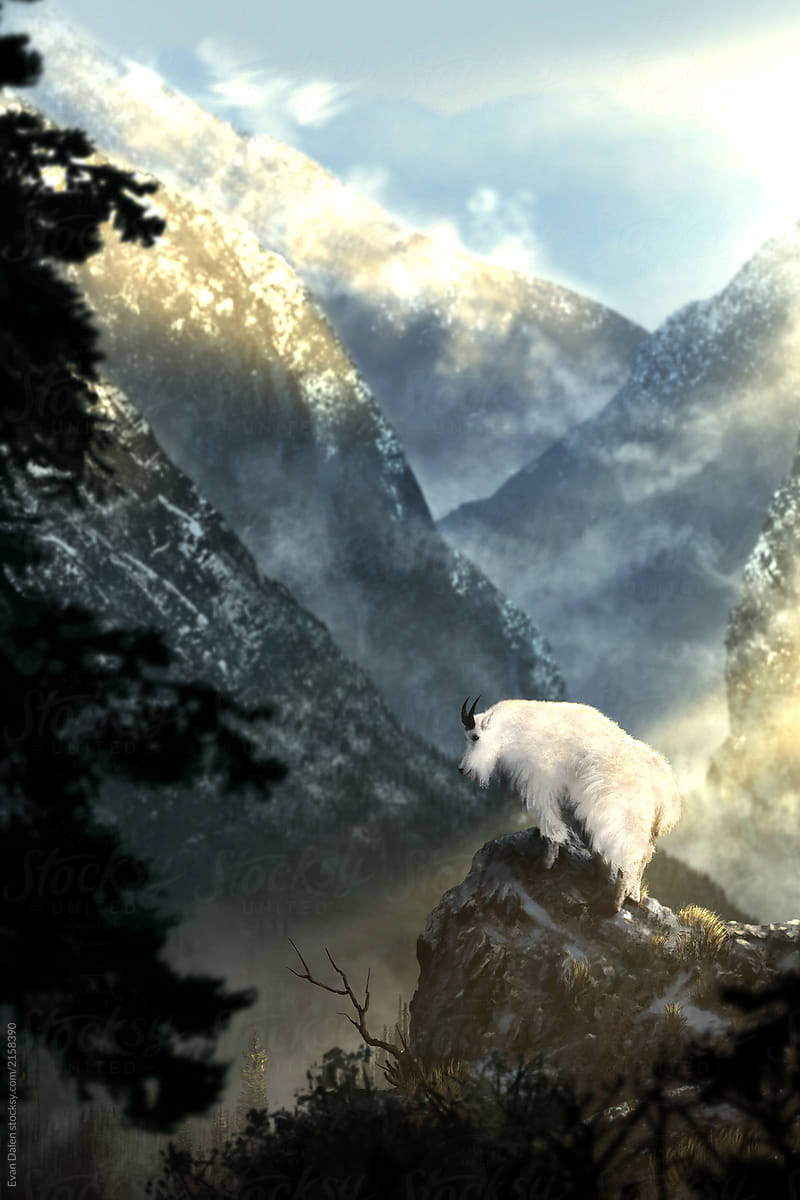 Mountain Goat Above Mountain Valley