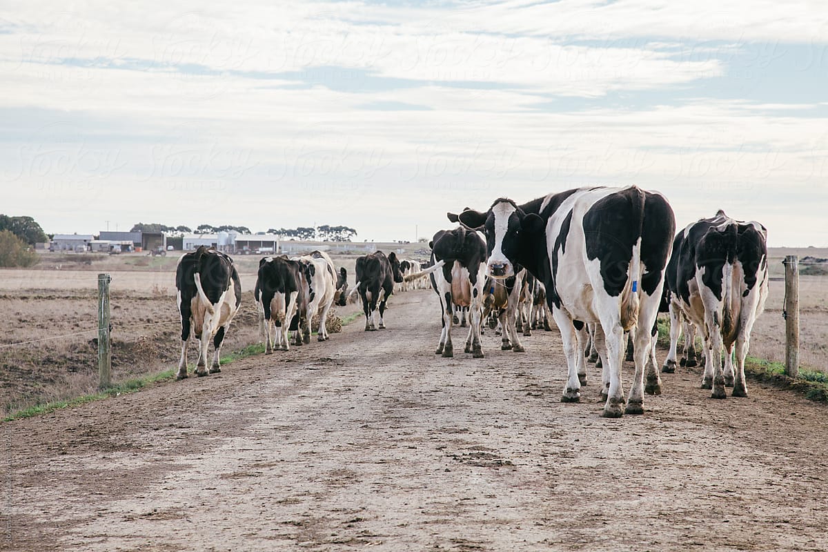 Cows walking to milking shed