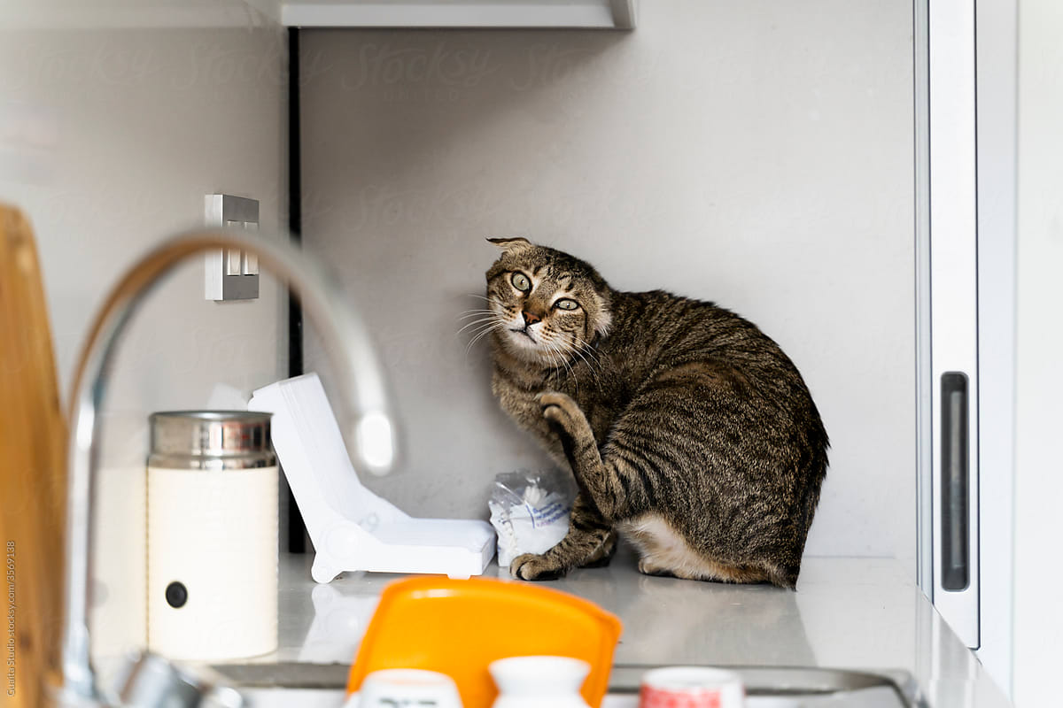 Cat on top of counter in kitchen scratching himself