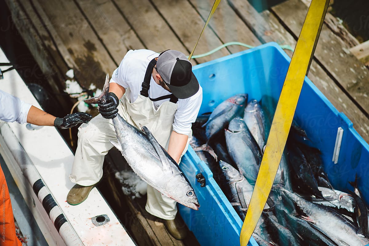 Commercial Fisherman unloads tuna from boat at the dock