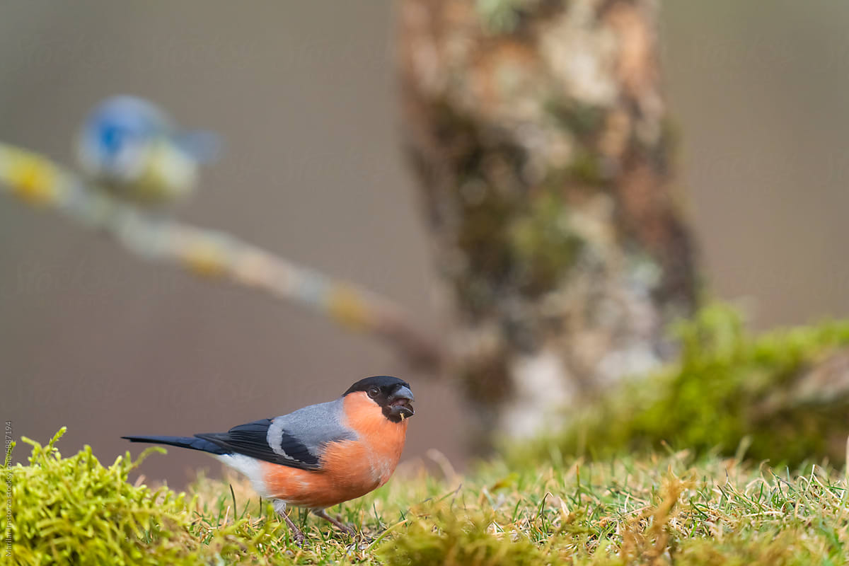 Male Bullfinch Eating Seeds On The Ground