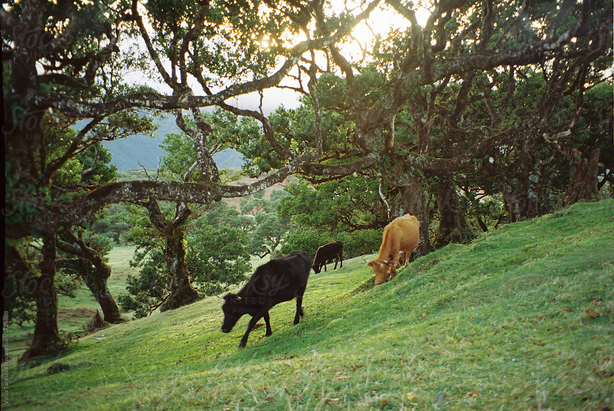 Free cows on a green hill
