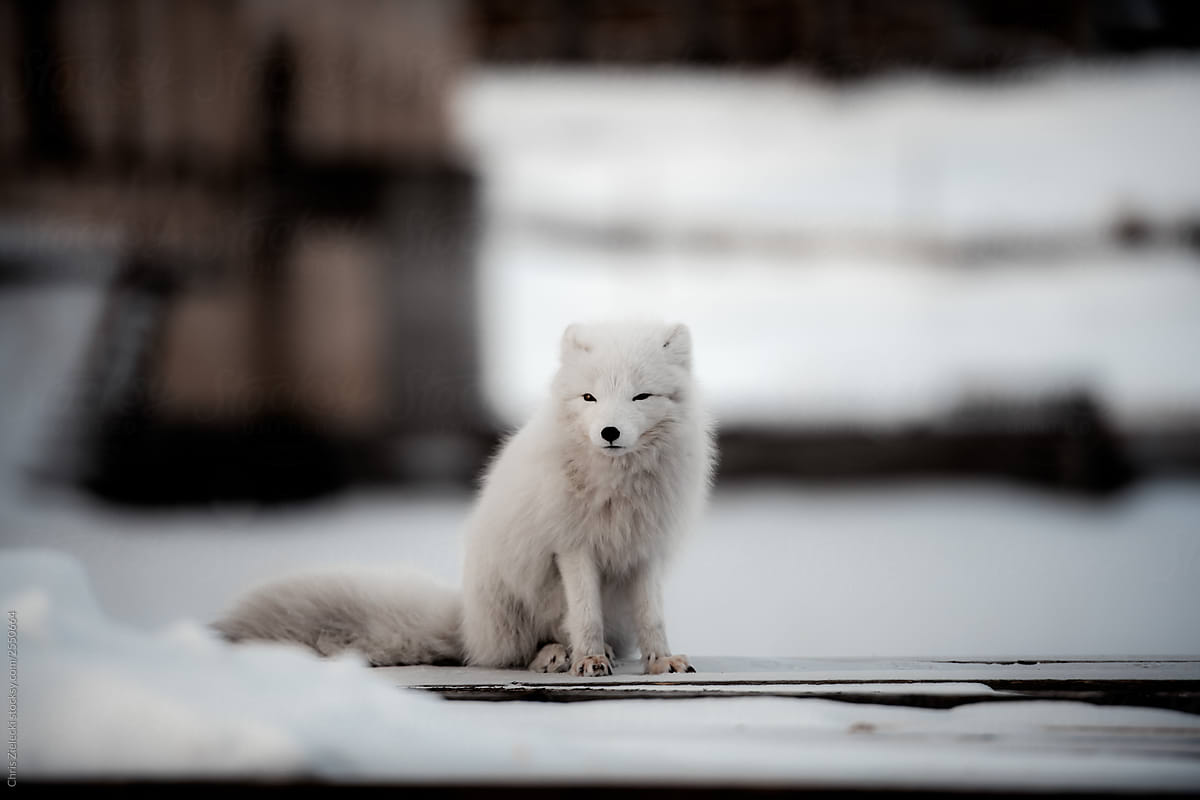 Wild arctic fox on street of polar town