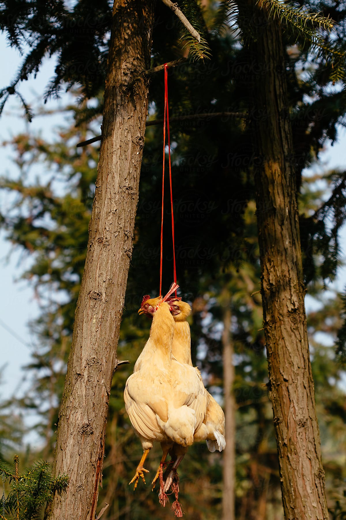 Chinese yellow  chickens are  hanging on a tree