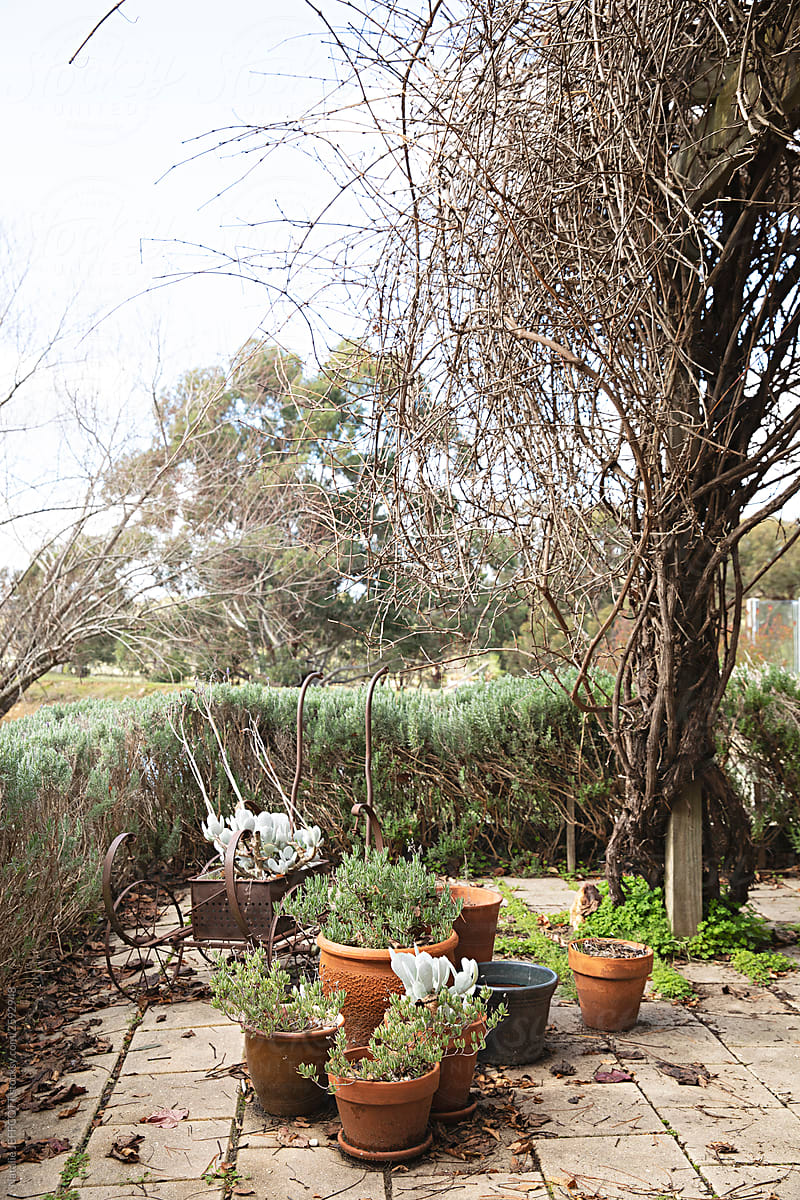 Countryside garden in winter with bare trees and potted plants
