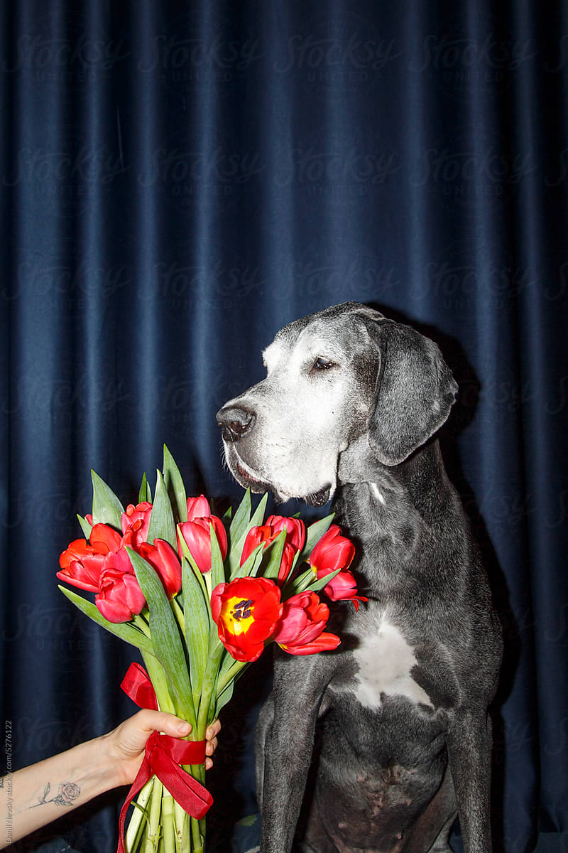 Great Dane dog with bouquet of tulips
