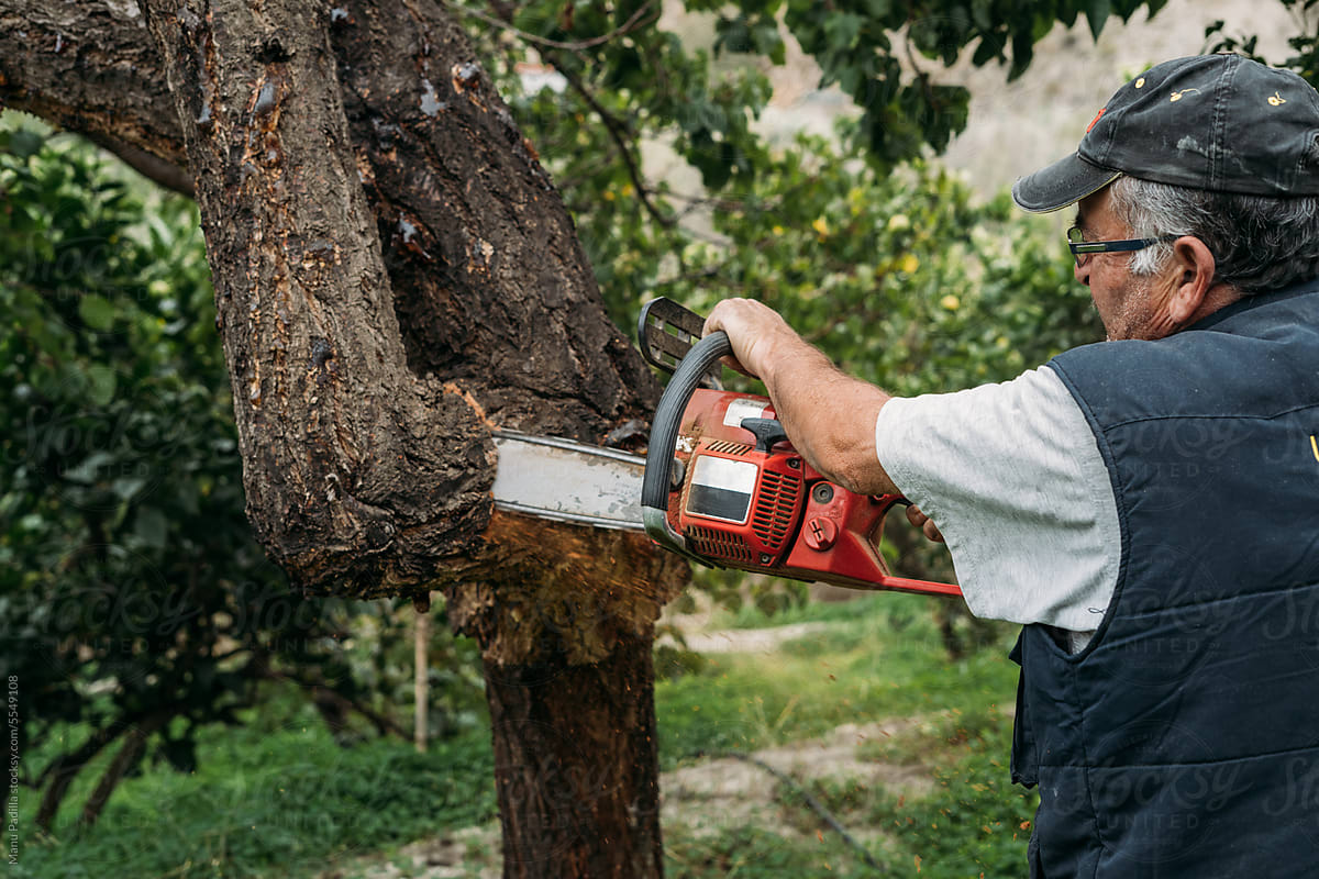 Focused mature man using chainsaw to cut tree branch
