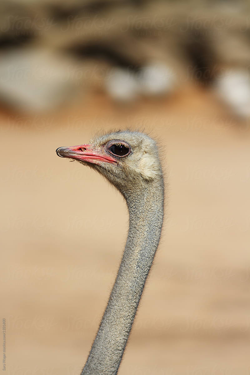 A side view of an Ostrich head and neck