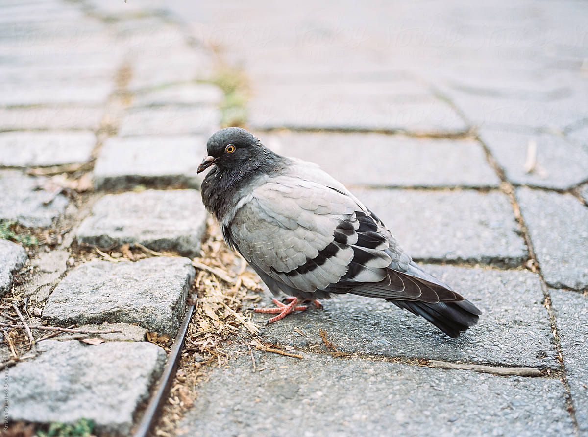 Fat NYC pigeon