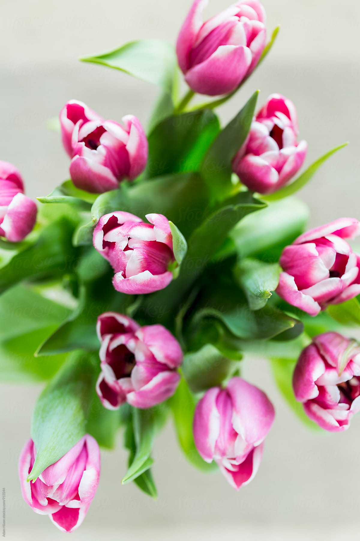 Pink and white Easter Tulips