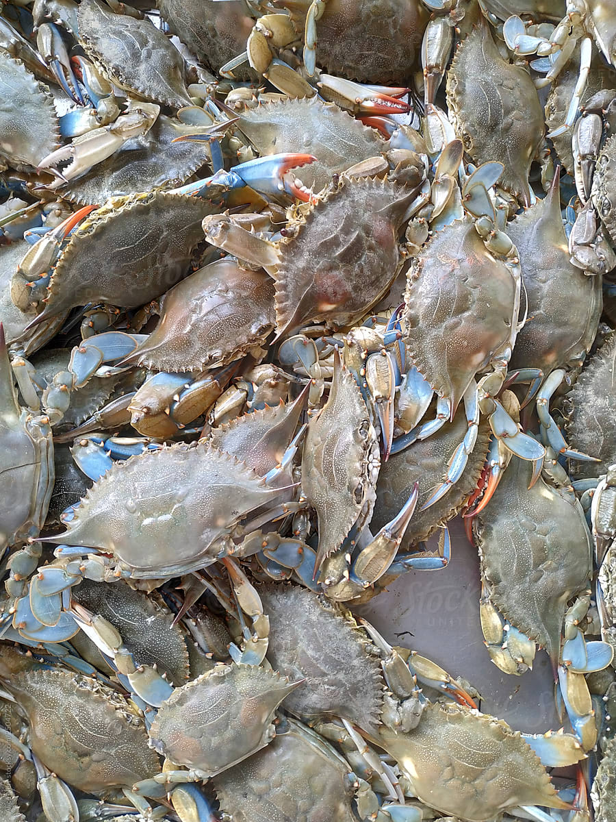 Alive crabs at the market