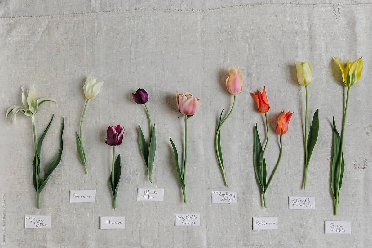 Labelled tulips in line on fabric