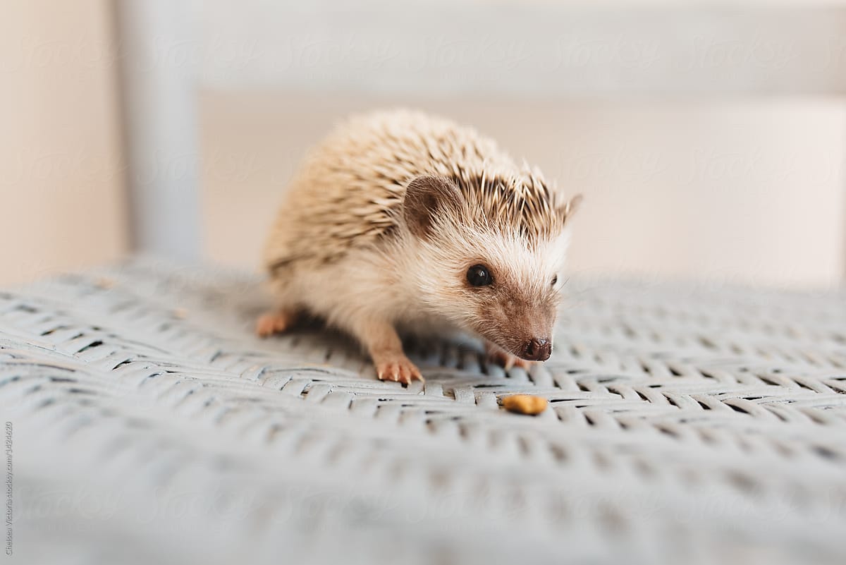A baby hedgehog