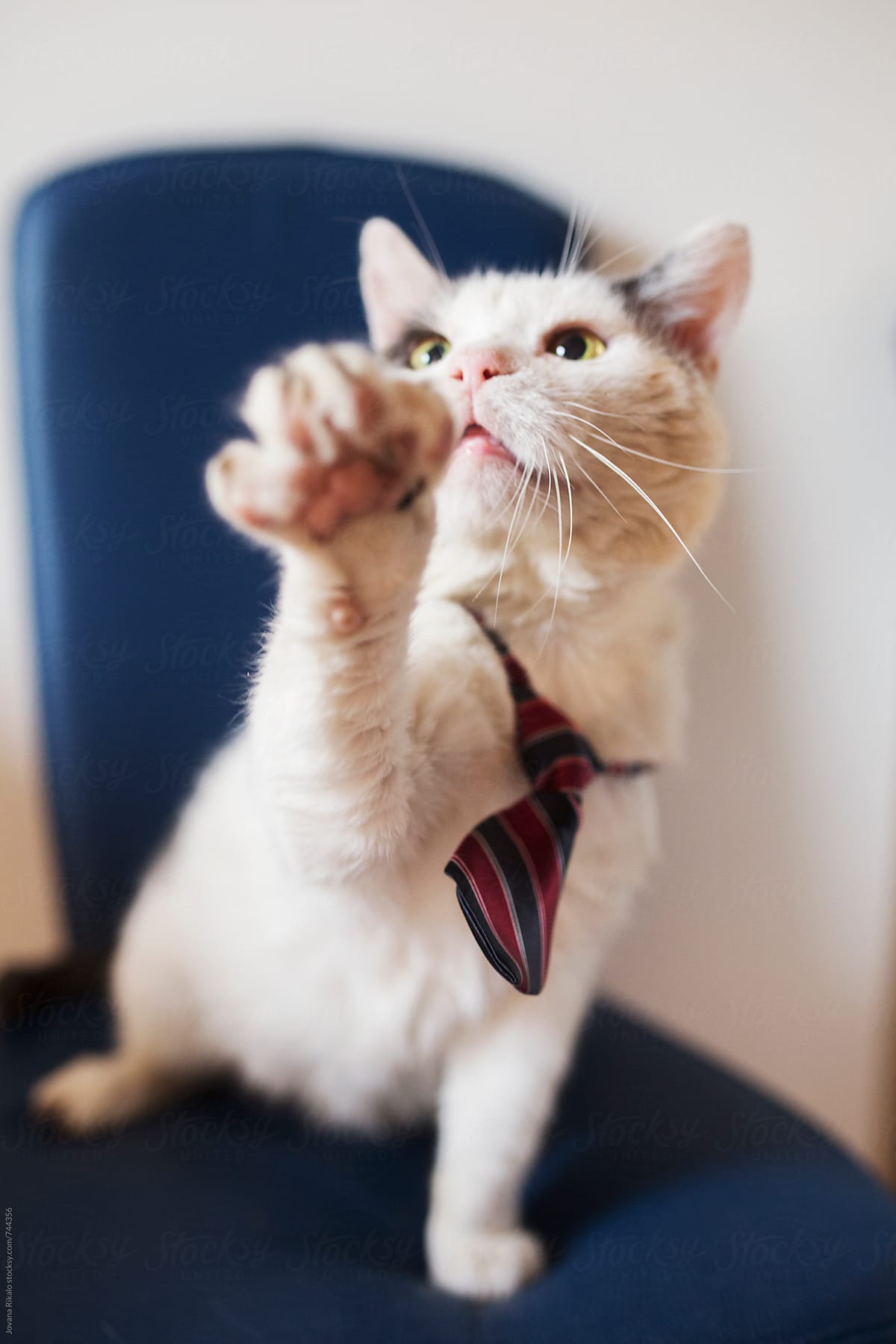 Fashionable cat with a tie