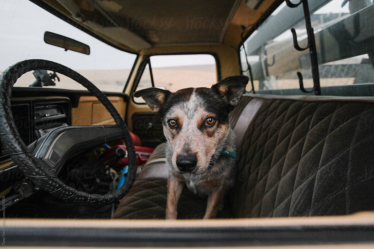 tri-colored cattle dog inside old pickup