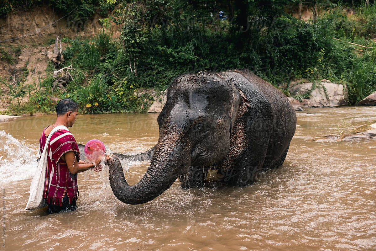 Man washes the Elephant in a river
