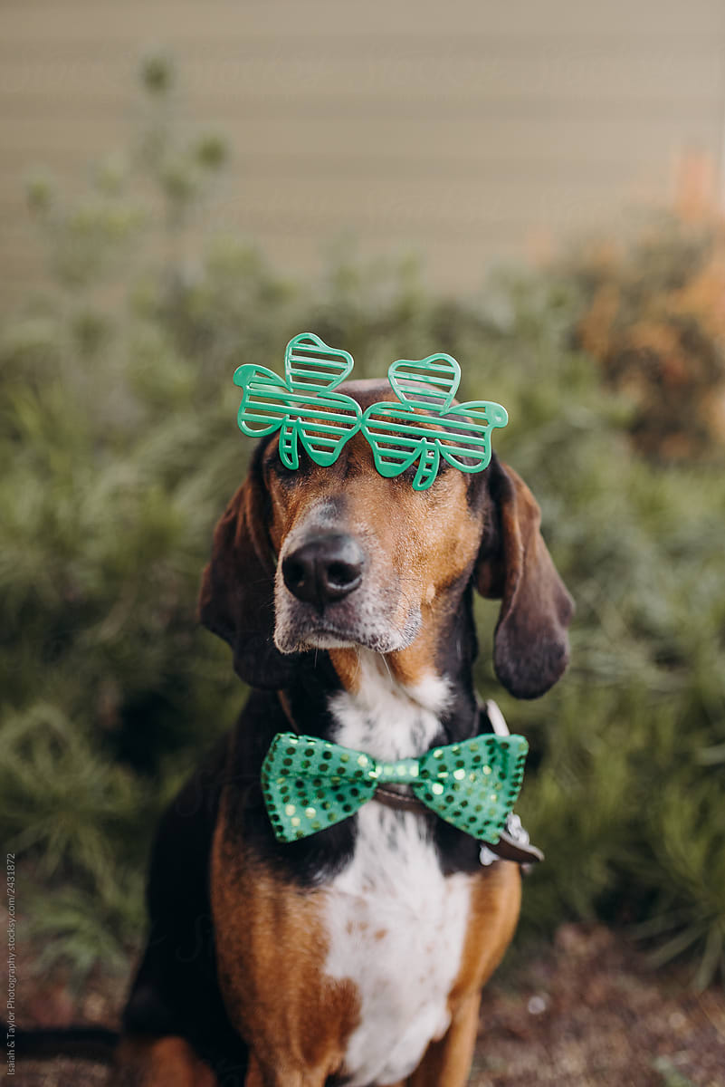 St. Patrick\'s Day Dog