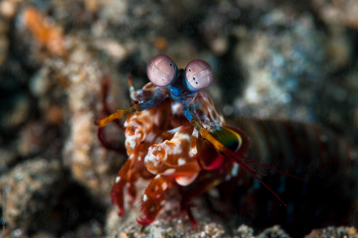 Peacock Mantis Shrimp Whole