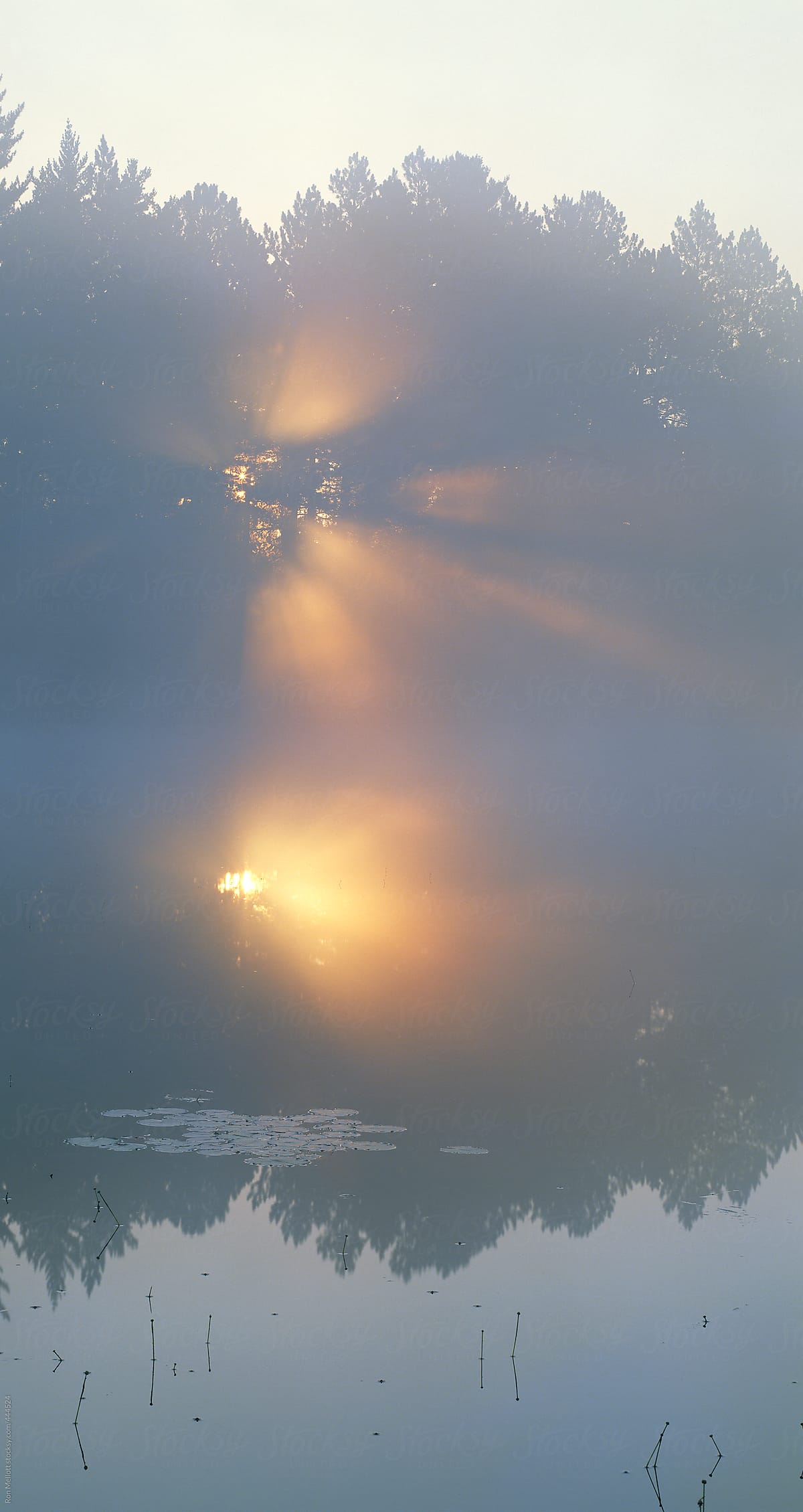 sunburst god rays through trees and fog reflecting off water surface