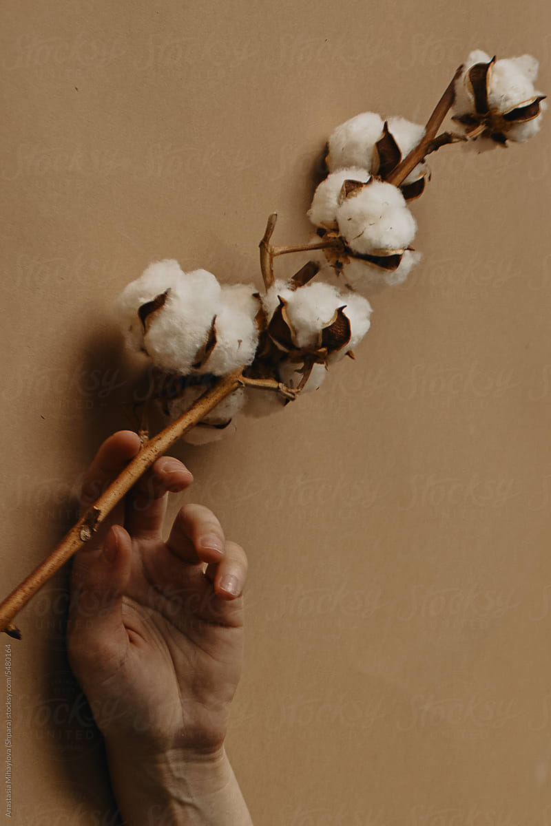Close Up photo of woman\'s hand holds a white cotton with her fingers