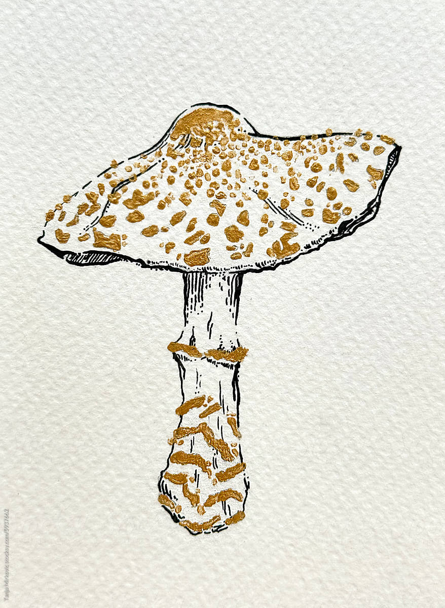 Mushroom Lepiota Brunneoincarnata drawing