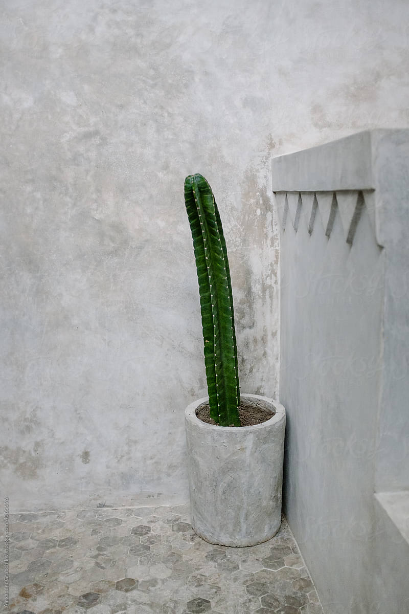 Cactus In A Concrete Flowerpot