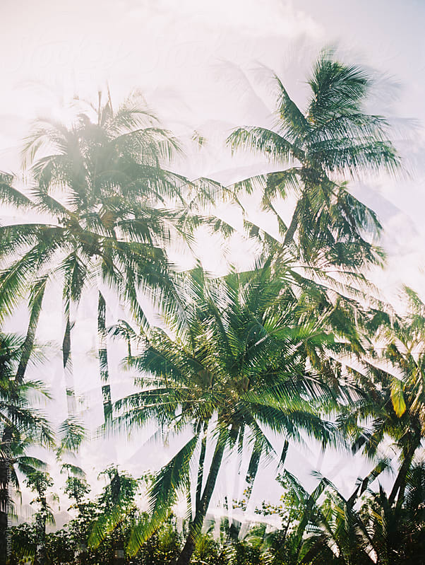 double exposure of palm trees in sunshine