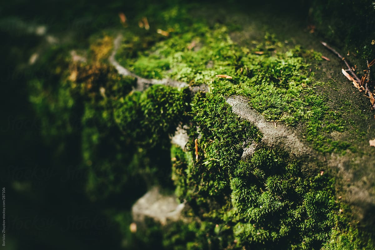 Moss on a rock in the forest lit by the sun