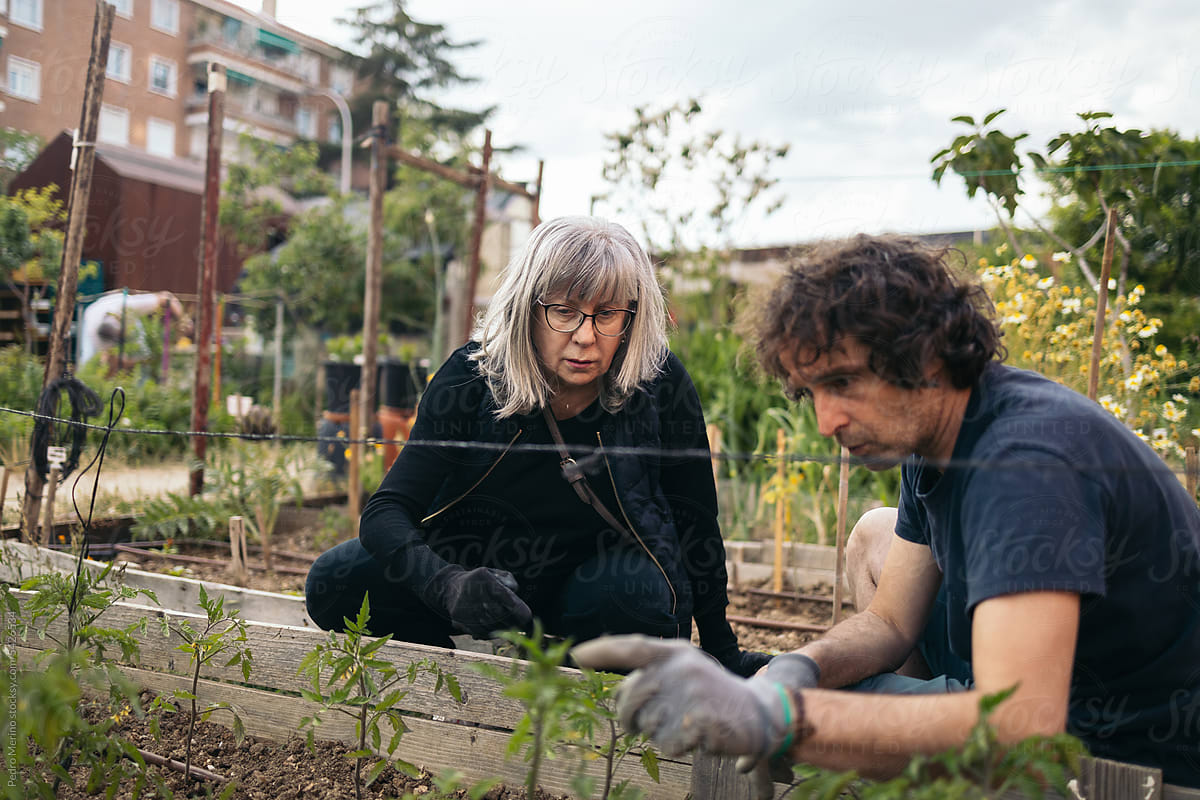 Mature people working in a collaborative urban orchard