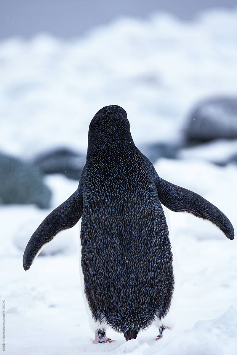 Back View of Penguin