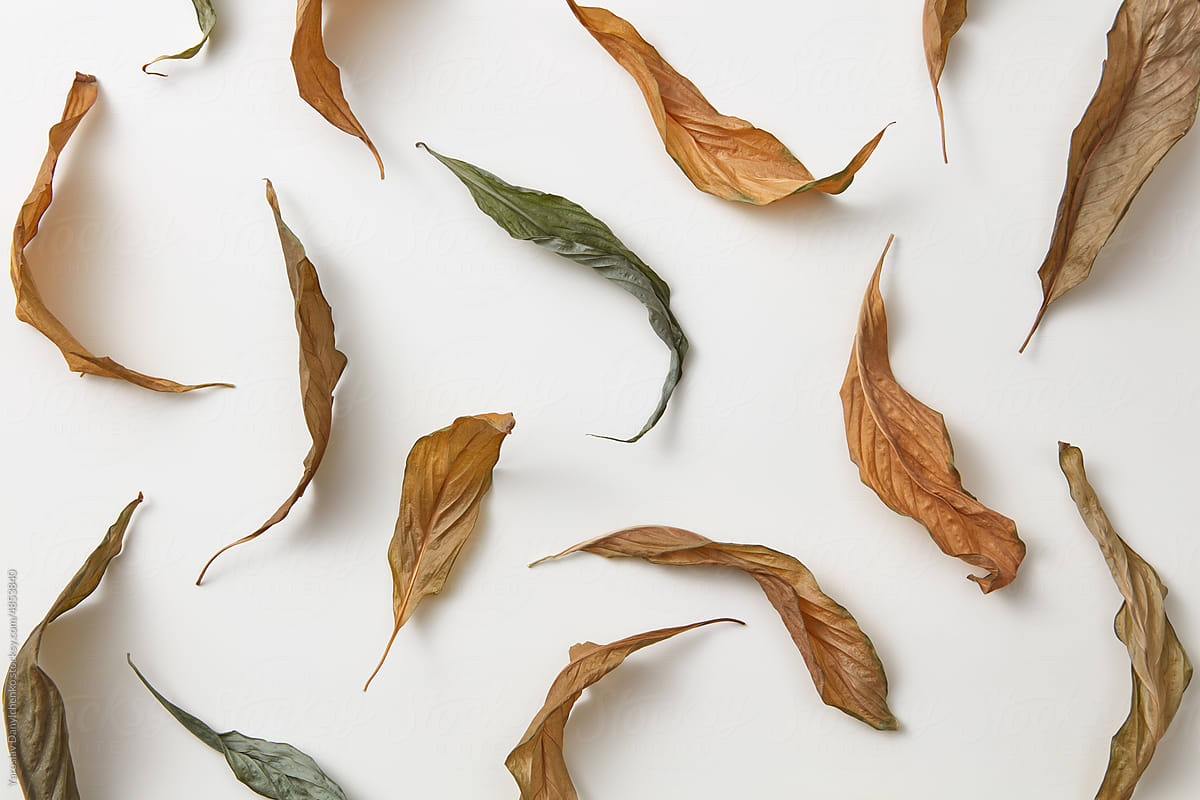 Dried leaves scattered on white background.