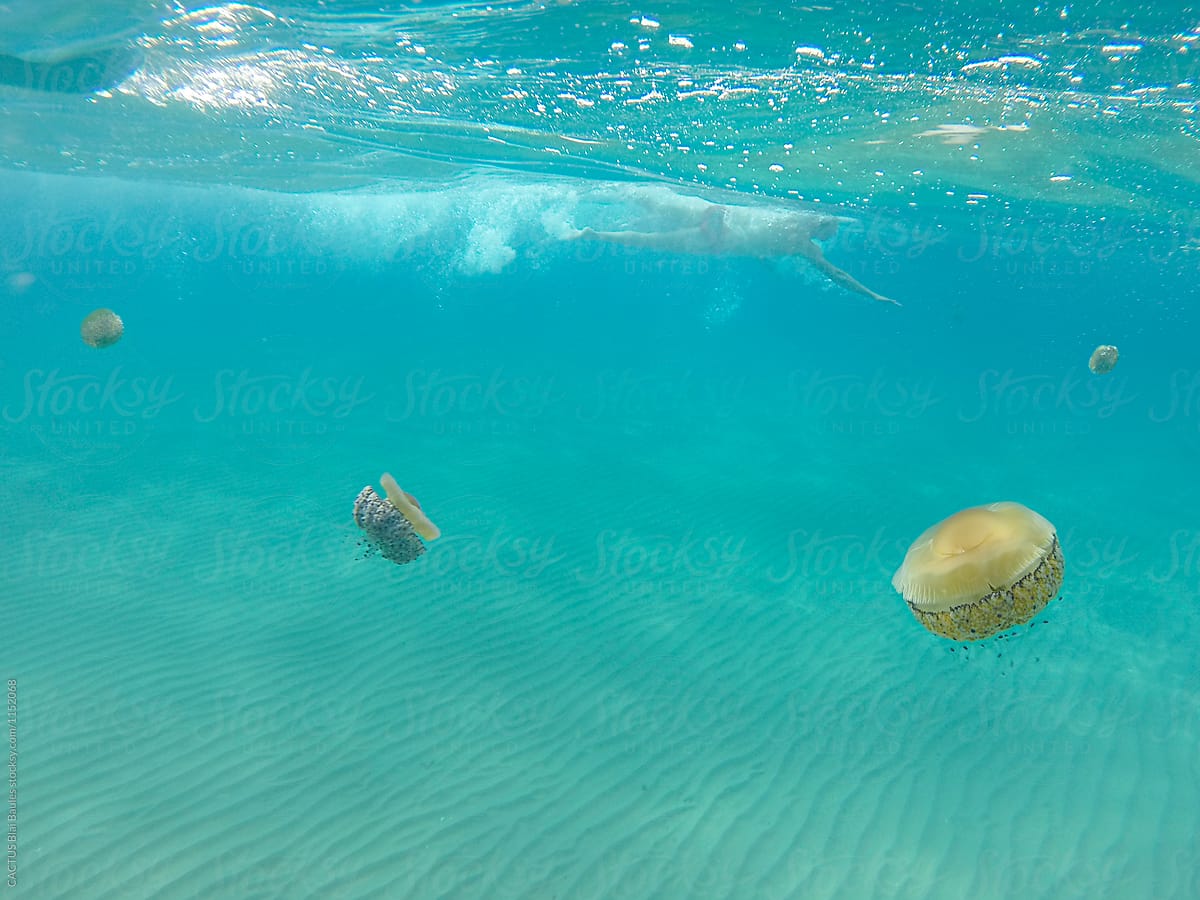 Swimming  with jellyfish