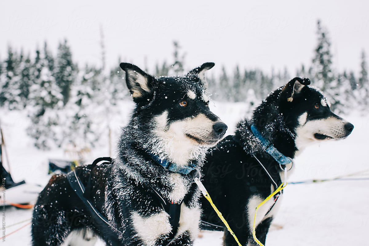 Portrait of Two Huskies in Heavy Snowfall
