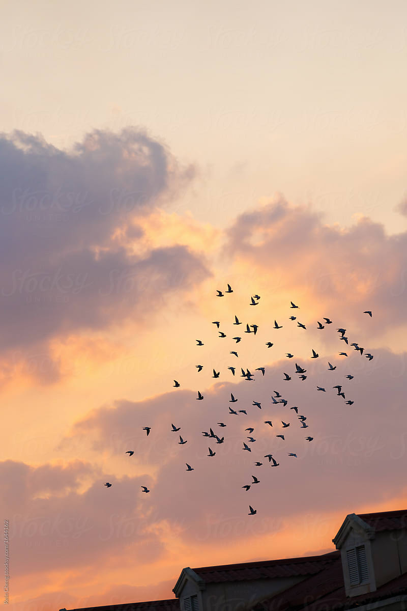 birds flying in sky