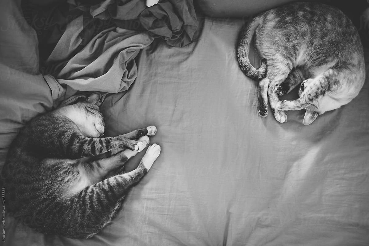 Two cute cats sleeping on a bed