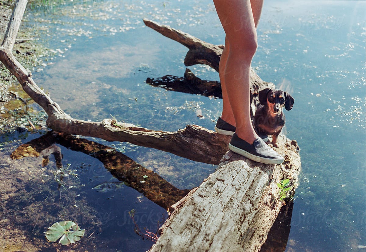 Cute small dog standing on log with pretty girl