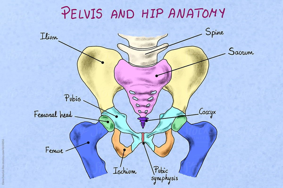 Human hip and pelvis illustration