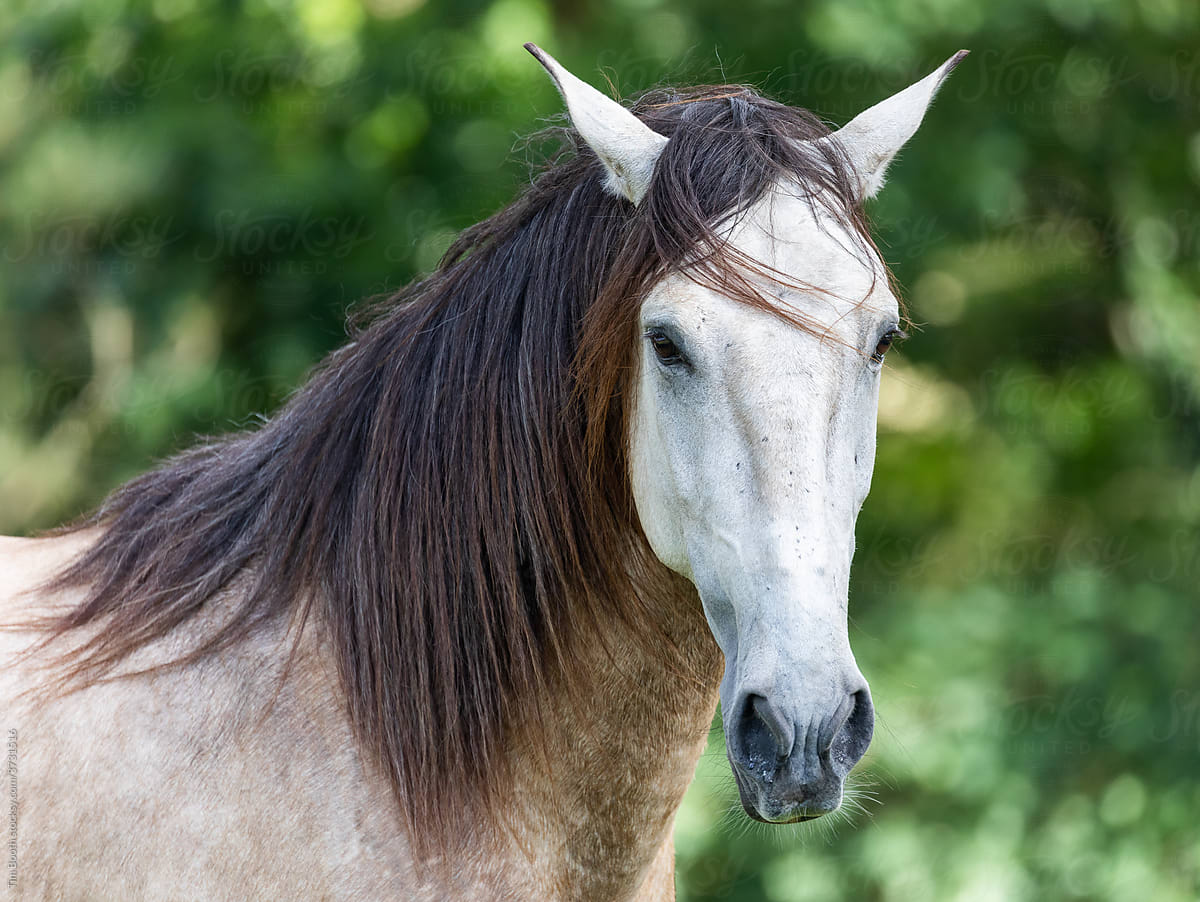 Buckskin horse portrait