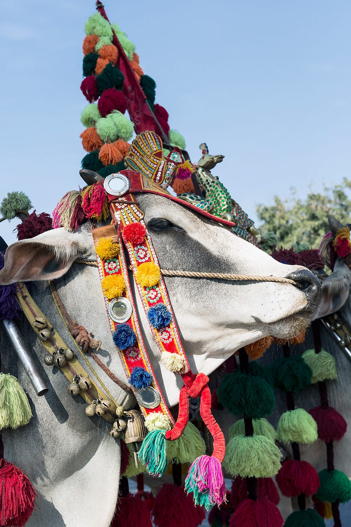 cow decorated for ceremonial event