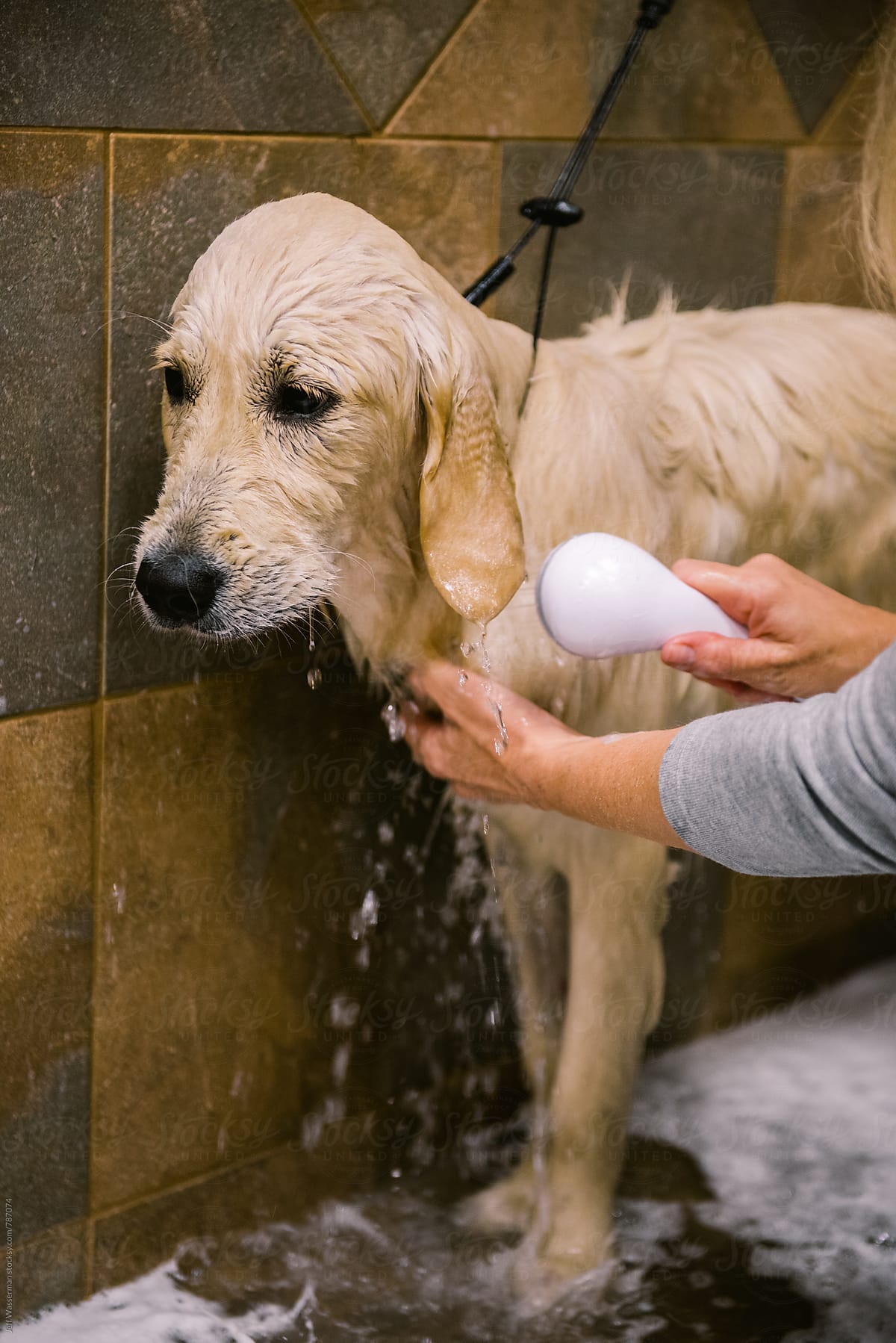 Dog Getting Washed