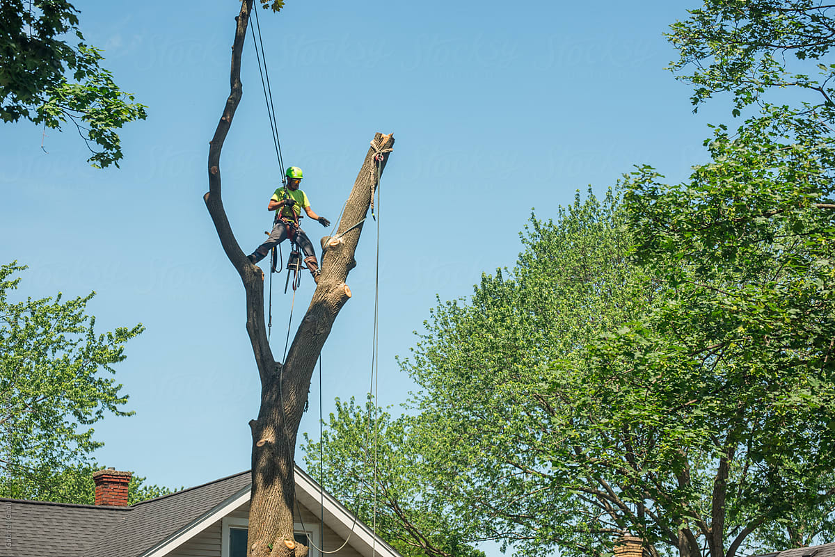 Tree service worker hanging on a tall tree