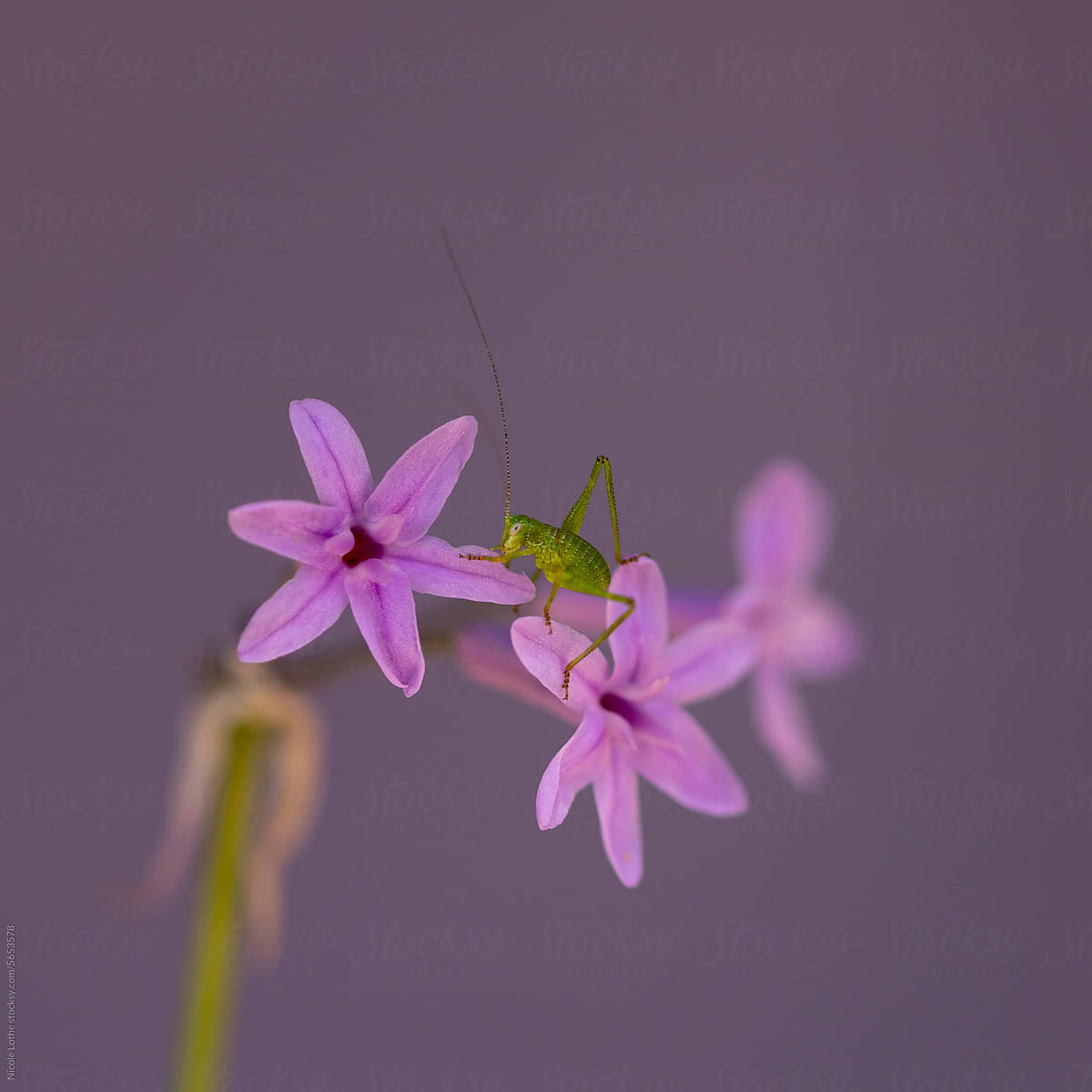 Grasshopper on pink flowers eating petal