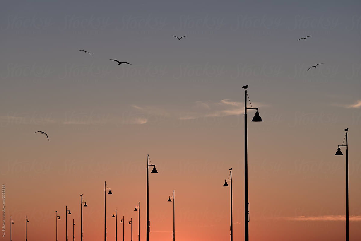 Light Poles & Seagulls