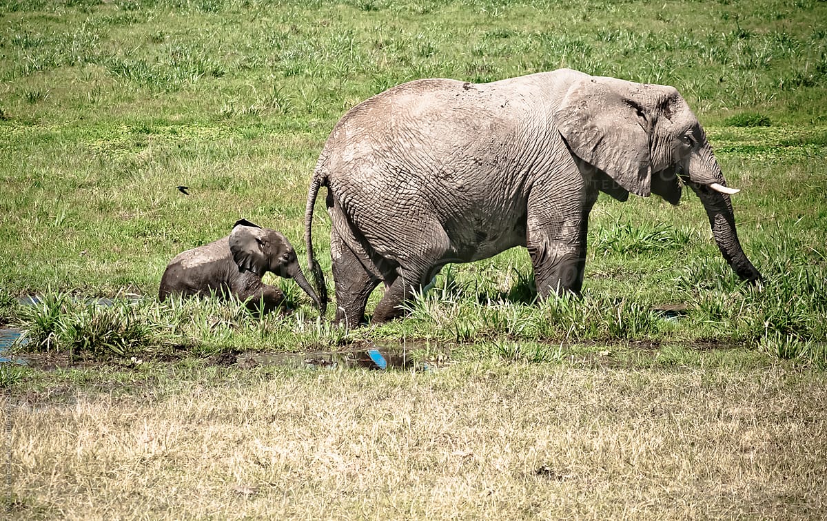 Baby elephant following its mum in a mudy area, Kenya